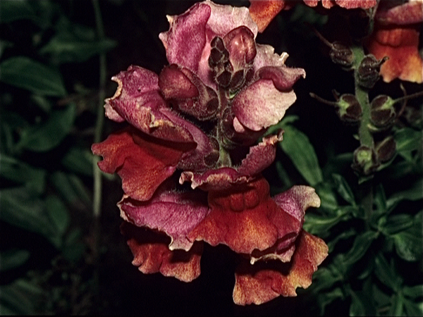 Flora in Finland