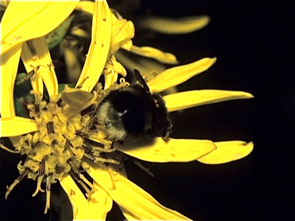 Flora in Finland