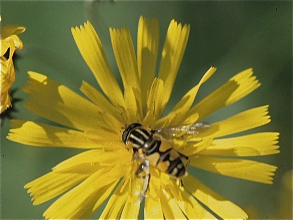 Flora in Finland