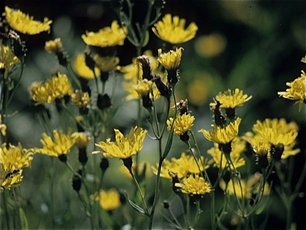 Flora in Finland