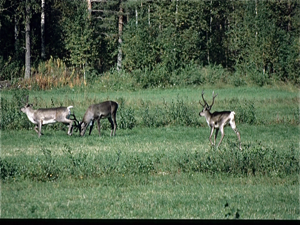 Lapland