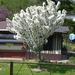 een sierappelboom met een paar bloempjes