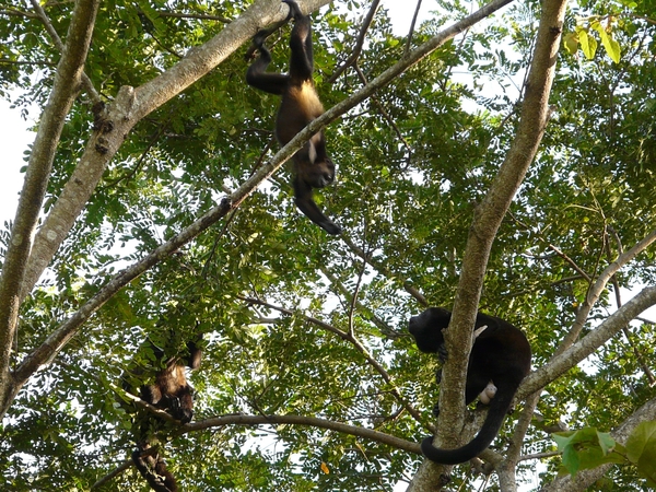 2007-12  312 Apen 12-08