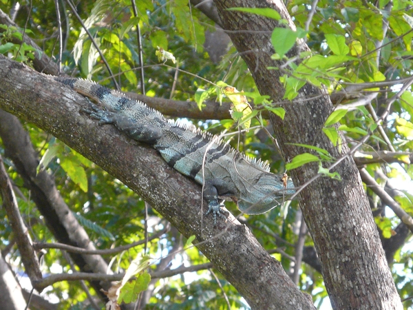 2007-12  315 Leguaan 12-08