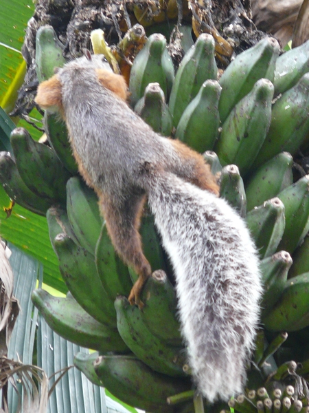 2007-12  332 Eekhoorn 12-09