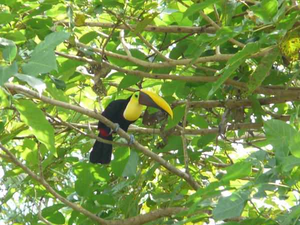 2007-12  335 Toekan 12-10