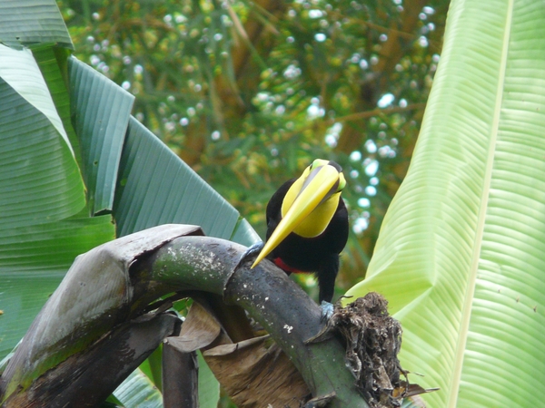 2007-12  336 Toekan 12-10