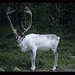 Noord Finland