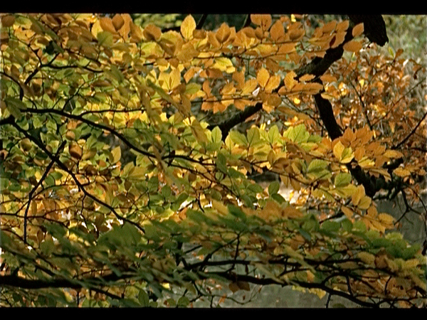 Herfst in Finland