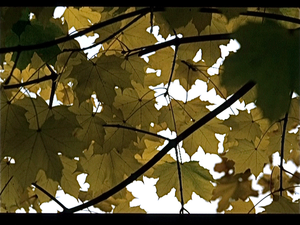 Herfst in Finland