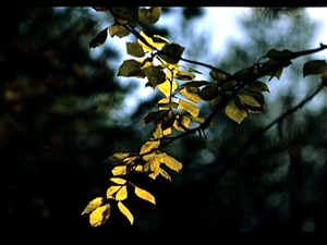 Herfst in Finland