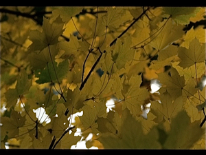 Herfst in Finland