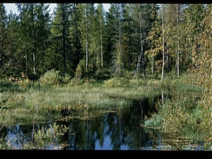 Herfst in Finland