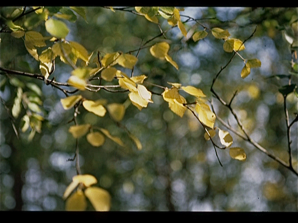 Herfst in Finland