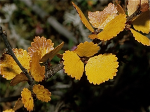 Herfst in Finland