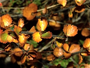 Herfst in Finland