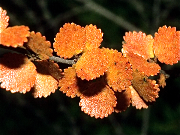 Herfst in Finland