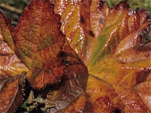 Herfst in Finland