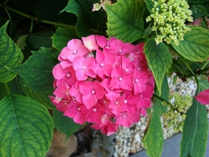 de hortensia