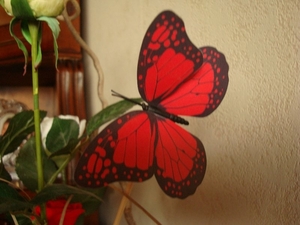 DSC01141_800x600