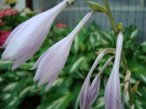 DSC01137_800x600