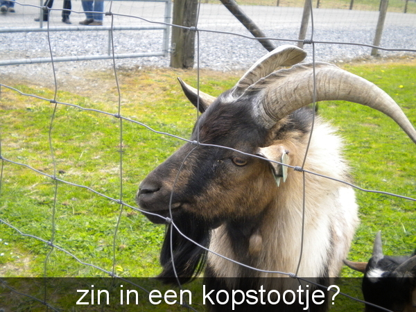 dieren