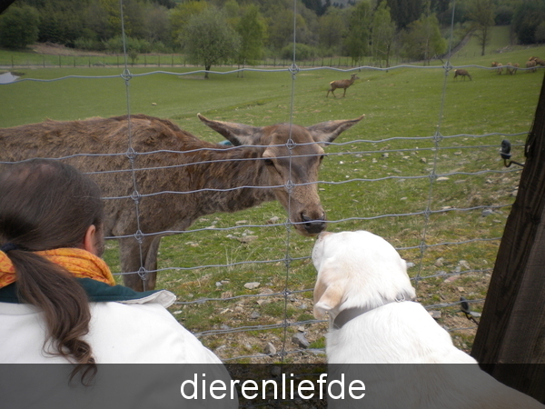 dieren