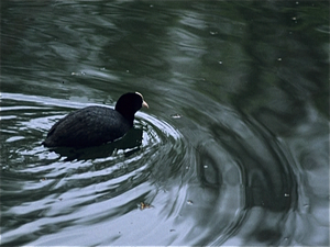 Black River  (Ierland)