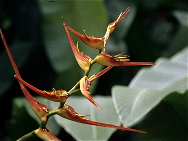 Singapore. Orchideen Kwekerij