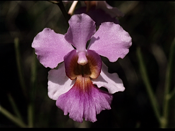 Singapore. Orchideen Kwekerij