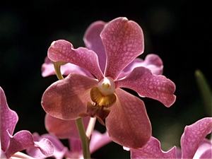 Singapore. Orchideen Kwekerij