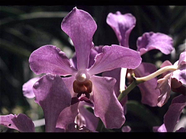 Singapore. Orchideen Kwekerij