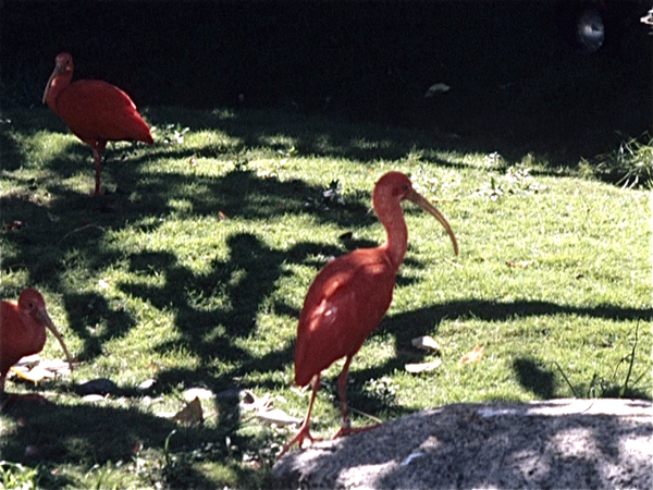 Singapore. Bird Land