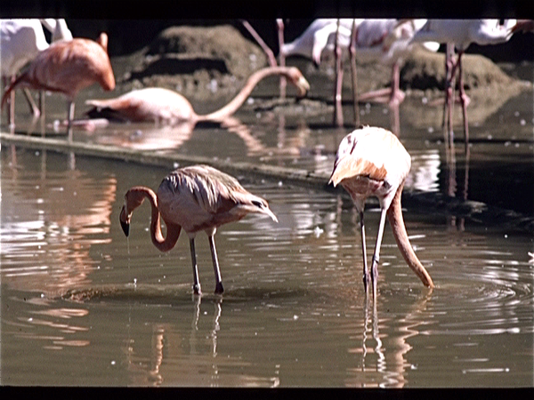 Singapore. Bird Land