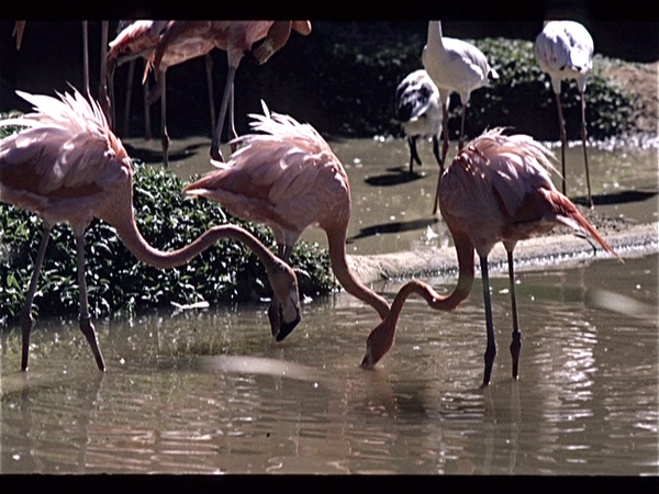 Singapore. Bird Land