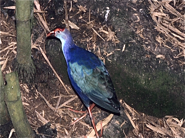 Singapore. Bird Land