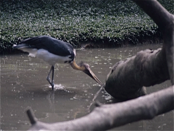 Singapore. Bird Land