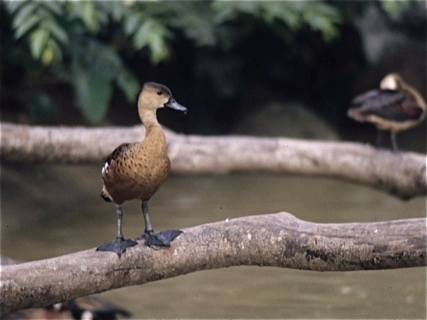 Singapore. Bird Land