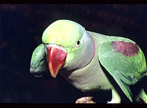 Singapore. Bird Land