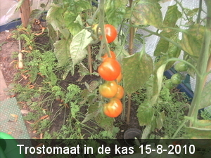 groenten in kas en tuin 2010 002