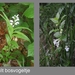 Foto 04