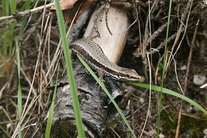 slovenie 279