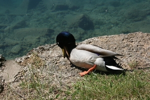 slovenie 480
