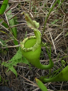 Vleesetende plant