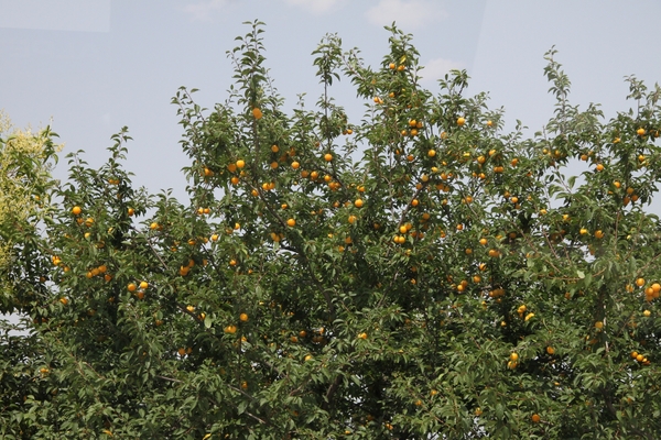 N Kusadasi Hotel Pine Bay MarinaIMG_4793 (31)