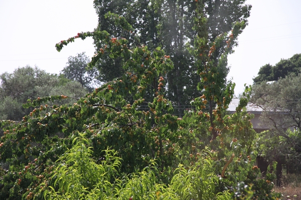 N Kusadasi Hotel Pine Bay MarinaIMG_4793 (32)