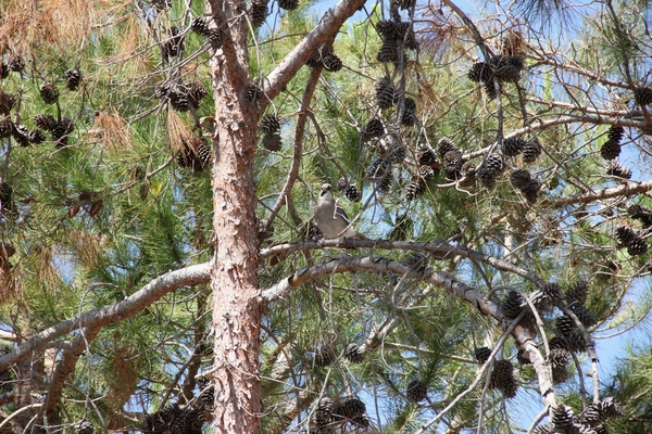 O Kusadasi Hotel Ephesia BeachIMG_4834 (104)