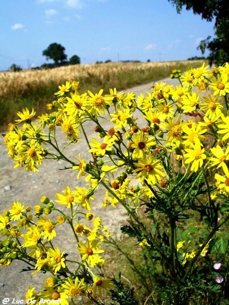 Ardennen Adeps wandeling Feschaux