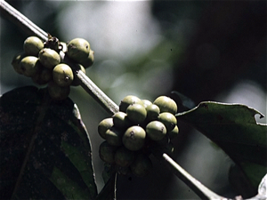 Sumatra