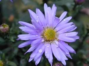 Aster